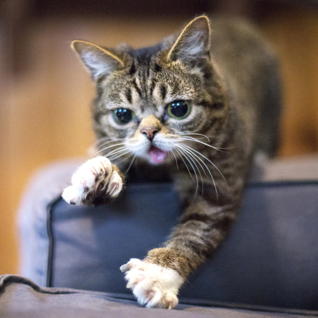 Знаменитая кошка Lil BUB, звезда инстаграма. Благодаря секвенированию ее генома удалось установить точную причину остеопетроза, редкого генетического заболевания кошек. Image